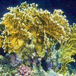 Огненный коралл Millepora